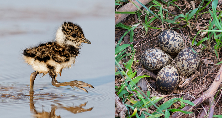Bevorzugt legt der Kiebitz seine Eier auf unbebaute Äcker und brütet auch dort. Die Küken schlüpfen meist zwischen April und Mai. 