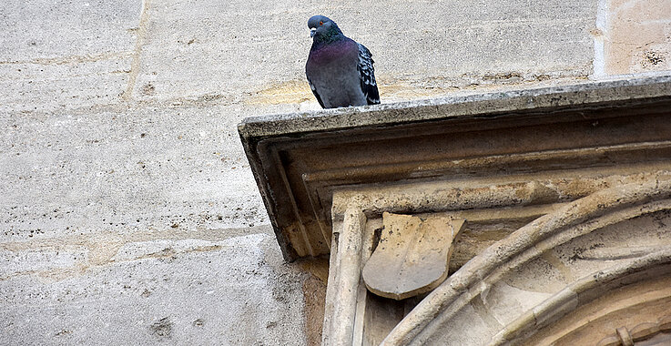 Tauben am Stephansdom