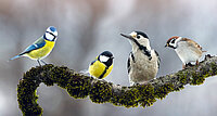 Sie sind Boten des Frühlings: Unsere Singvögel.