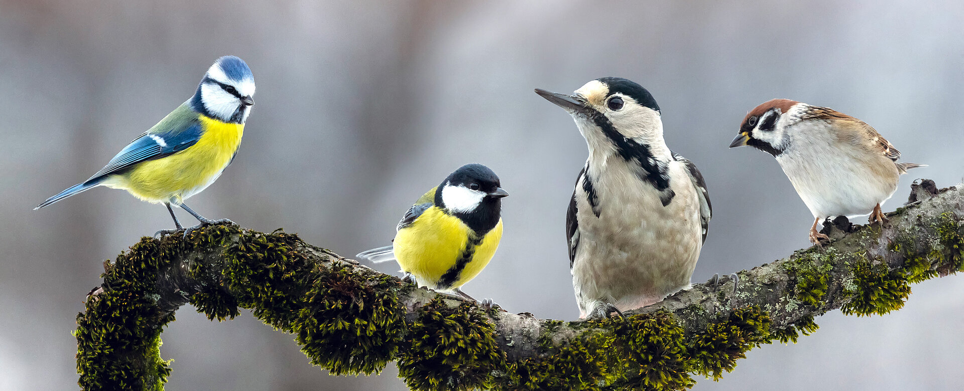 Sie sind Boten des Frühlings: Unsere Singvögel.
