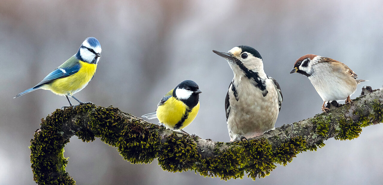 Sie sind Boten des Frühlings: Unsere Singvögel.