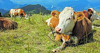 Bewährt: Die Bischöfe unterstützen den Dienst der Landwirtschaft für die Gesellschaft.