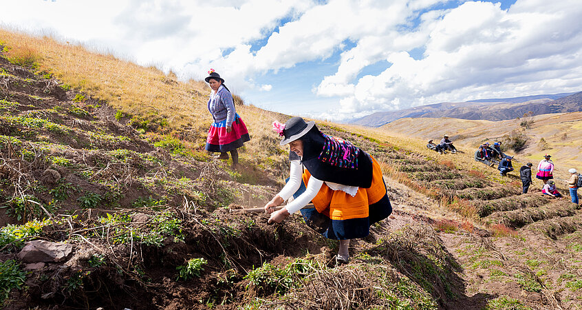 Auf den Feldern in Peru