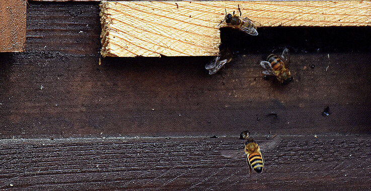 Bienenvölker am Stephansdom