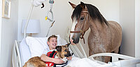 Bub im Krankenbett mit Pferd und Hund
