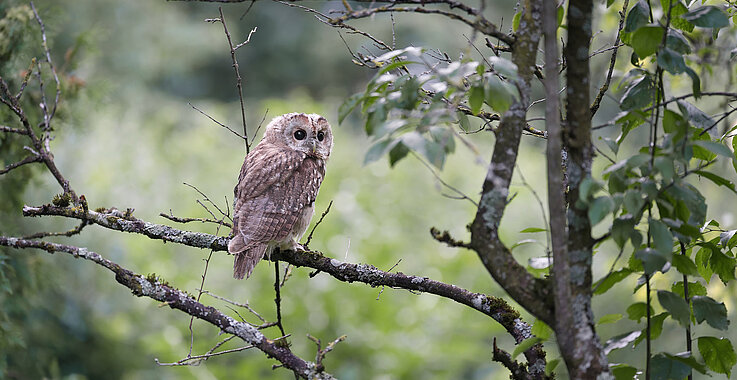 Der Friedhof ist Lebensraum für viele Tierarten, wie auch für diesen Waldkauz. 