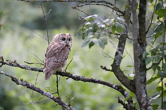 Der Friedhof ist Lebensraum für viele Tierarten, wie auch für diesen Waldkauz. 