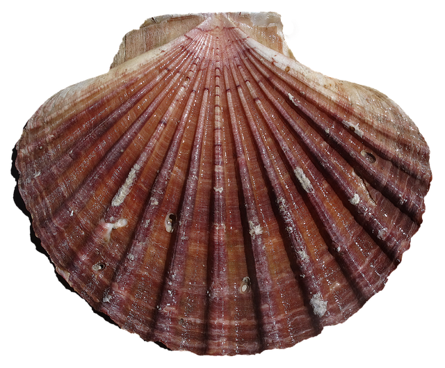 Symbolbild Jakobsmuschel