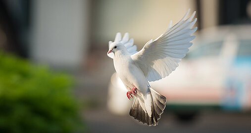 Wie die Taube zum Symbol des Friedens wurde. 