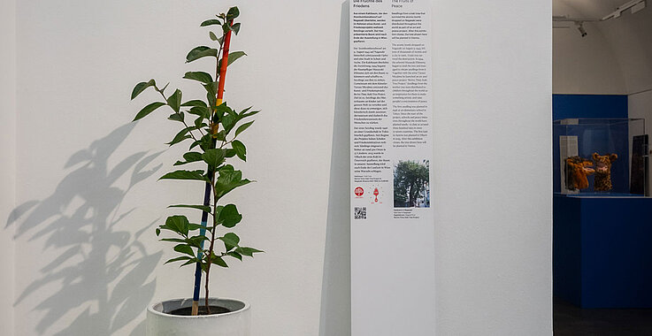 Der Setzling eines Kakibaumes, der in der Ausstellung zu sehen ist.