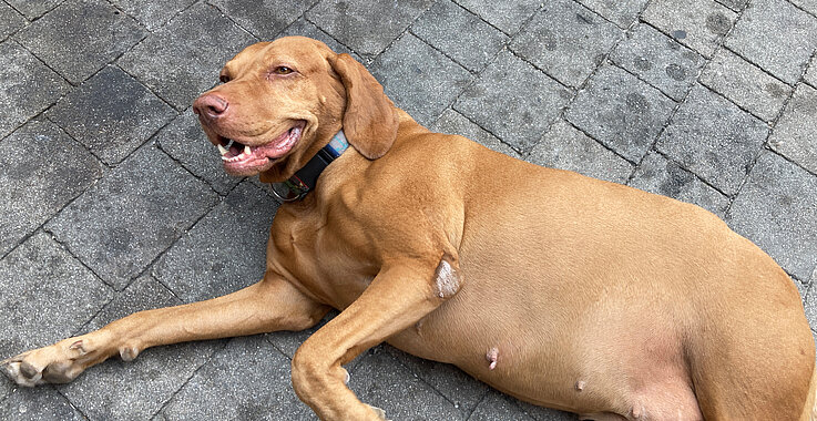 Ein richtiger Gastronomie Hund: Adi Bittermanns Begleiterin ist ein Magyar Viszla.