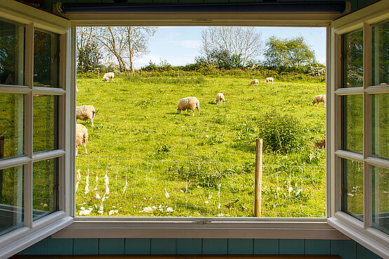 Ein weit geöffnetes Fenster gibt den Blick auf eine grüne Wiese mit einer Schafherde frei.