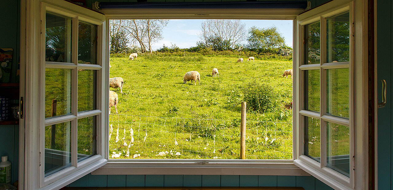 Ein weit geöffnetes Fenster gibt den Blick auf eine grüne Wiese mit einer Schafherde frei.