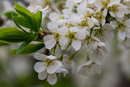 Der Weißdorn in Blüte. 