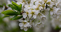 Der Weißdorn in Blüte. 