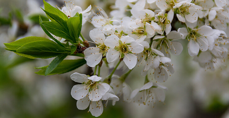Der Weißdorn in Blüte. 