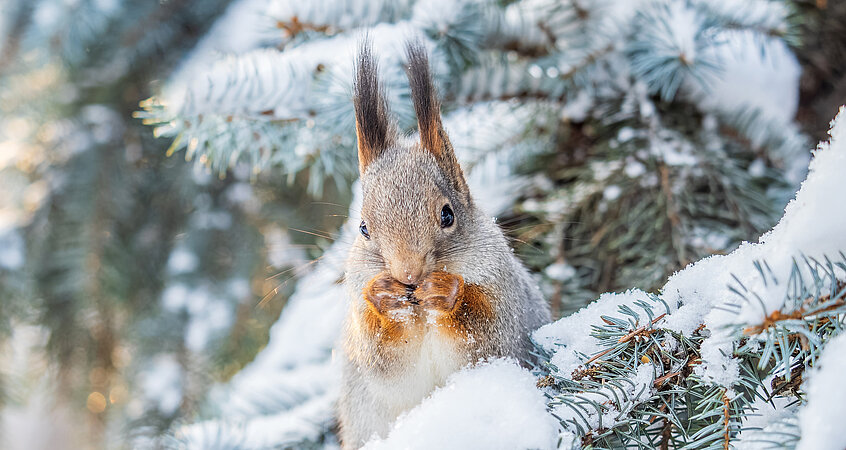 Eichhörnchen Winterschlaf