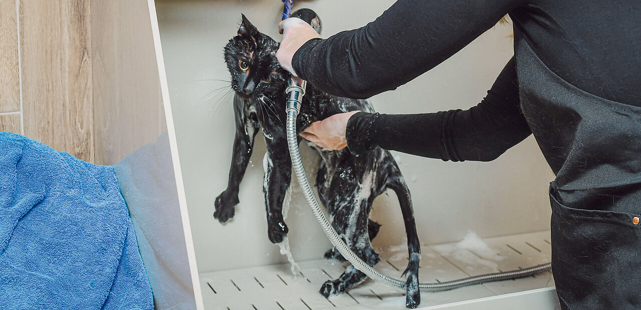 Katzenwäsche: Wie ein schwarzer Kater ein "Bad" im Weihwasser erhielt.