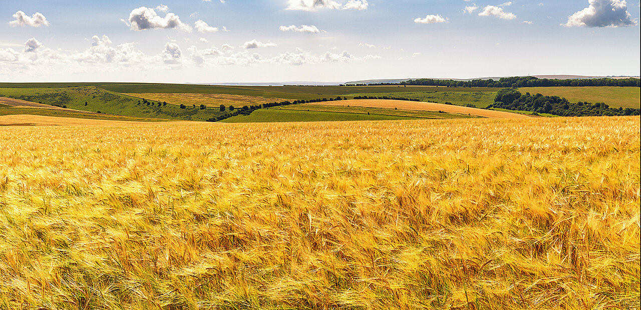 Ein kornfeld vor bewöltem Himmel.