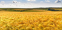 Ein kornfeld vor bewöltem Himmel.