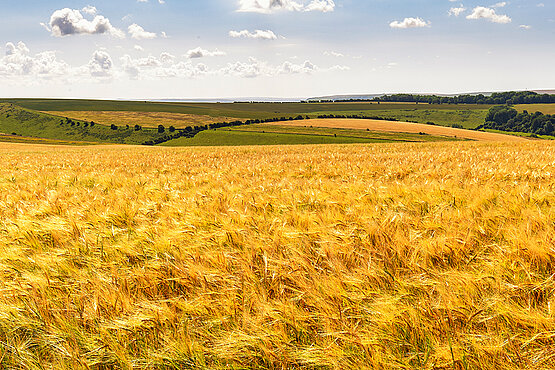Ein kornfeld vor bewöltem Himmel.