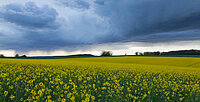 Ein blühendes Rapsfeld unter stürmischem Himmel. 