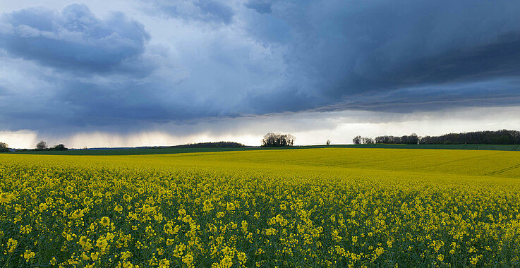 Ein blühendes Rapsfeld unter stürmischem Himmel. 