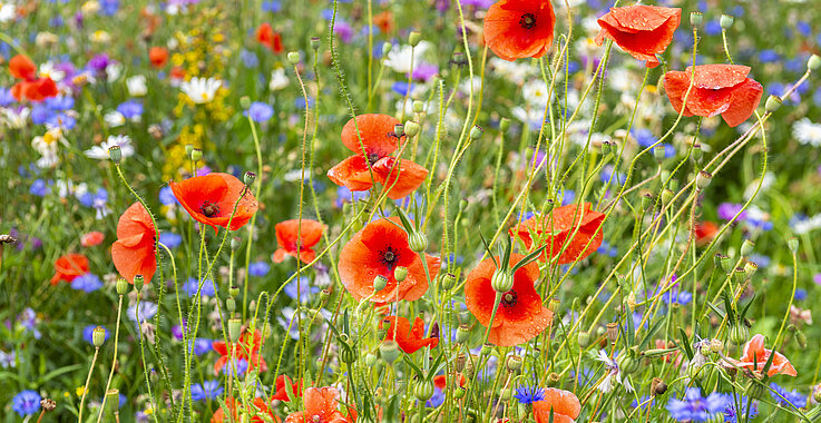 Mohnblumen auf einer bunten Wiese