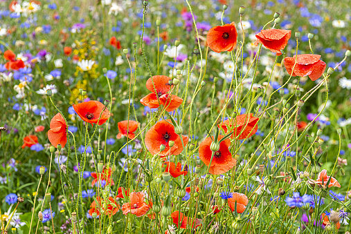 Mohnblumen auf einer bunten Wiese
