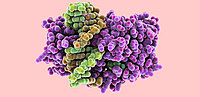 DNA Doppelhelix Genetik