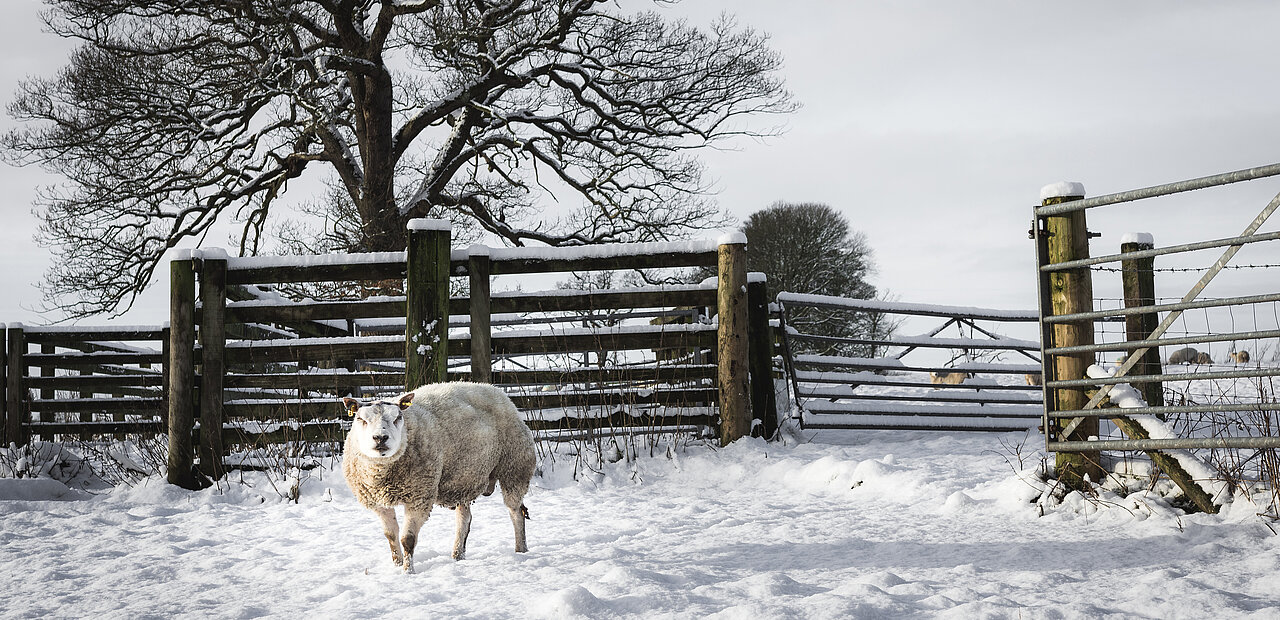 Schaf steht im Schnee im Gatter