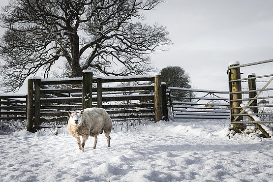 Schaf steht im Schnee im Gatter