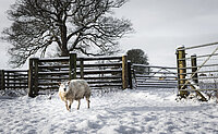 Schaf steht im Schnee im Gatter