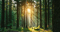 Die Sonne scheint in einem dichten, grünen Wald