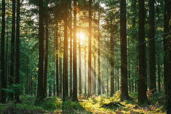 Die Sonne scheint in einem dichten, grünen Wald