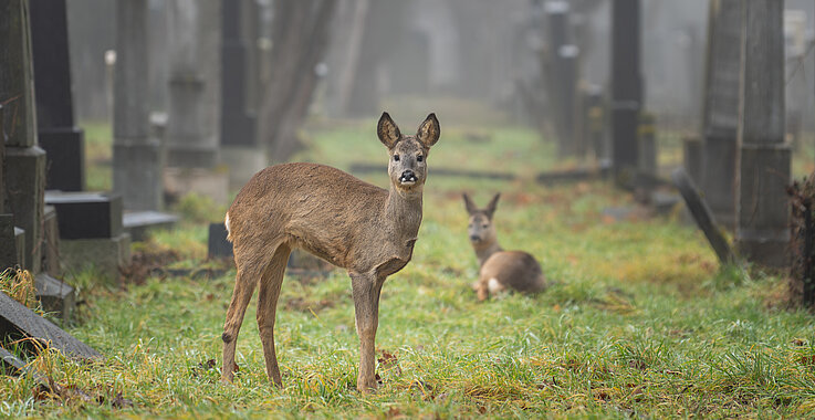 Auf vielen Friedhöfen, wie dem Wiener Zentralfriedhof, tummeln sich auch Rehe. 