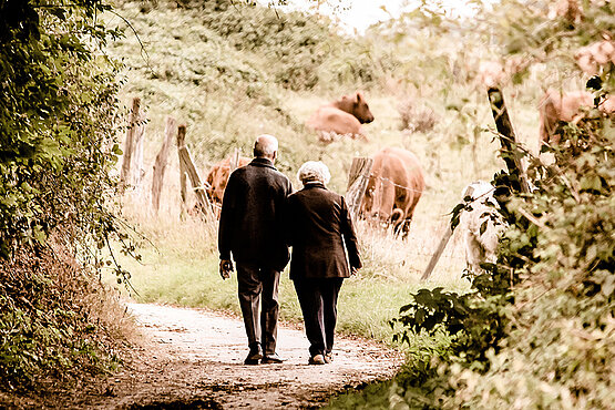 Ein älteres Paar spaziert durch eine Waldlichtung, vor Ihnen sind Kühe auf einer Heide zu sehen