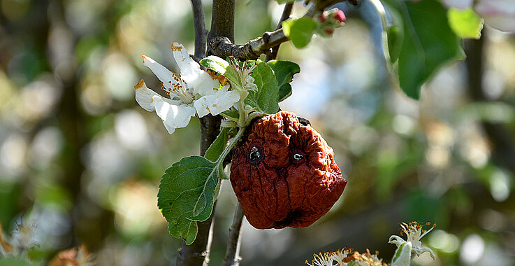 Apfelblüte und alter Apfel vom vergangenen Jahr