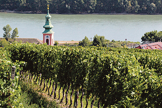 Ein Weinberg mit einem Kirchtumr und einem Fluss im Hintergrund.