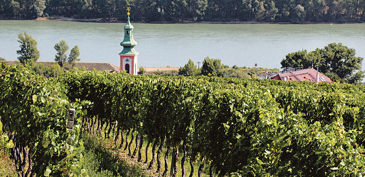 Ein Weinberg mit einem Kirchtumr und einem Fluss im Hintergrund.