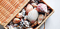 Korb mit Muscheln