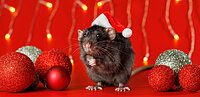 Maus mit Weihnachtsmütze