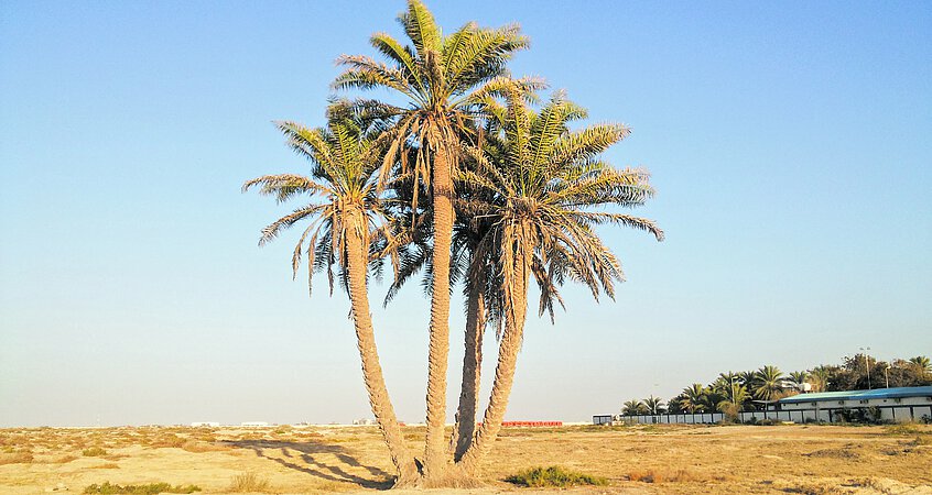 Biblisch gehört die Palme zu den sieben Früchten des Heiligen Landes (neben der Dattel sind das Weizen, Gerste, Wein, Feige, Granatapfel und Olive).