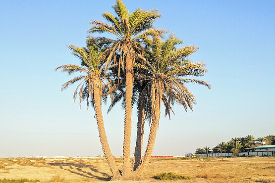 Biblisch gehört die Palme zu den sieben Früchten des Heiligen Landes (neben der Dattel sind das Weizen, Gerste, Wein, Feige, Granatapfel und Olive).