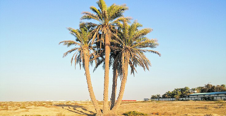 Biblisch gehört die Palme zu den sieben Früchten des Heiligen Landes (neben der Dattel sind das Weizen, Gerste, Wein, Feige, Granatapfel und Olive).