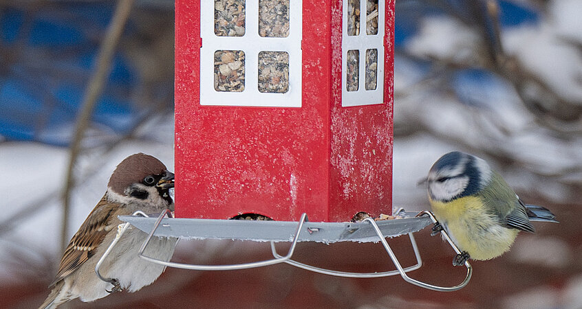 Das richtige Vogelhäuschen: Achten Sie darauf, dass das Futter trocken bleibt und die Vögel nicht im Futter sitzen oder herumlaufen können.
