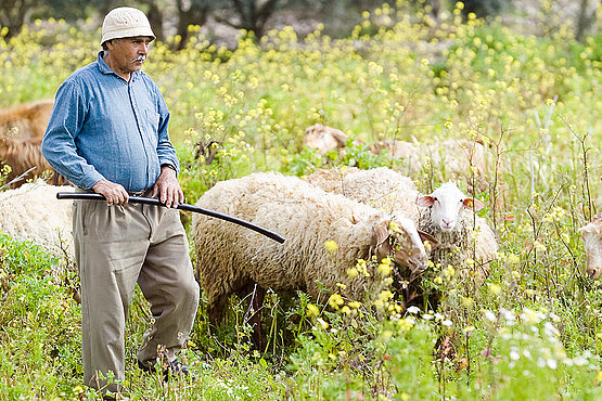 Eiun Schafhirtemit Schafen auf einer wild bewachsenen Wiese