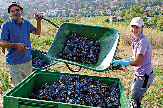 Weinbauern bei der Ernte