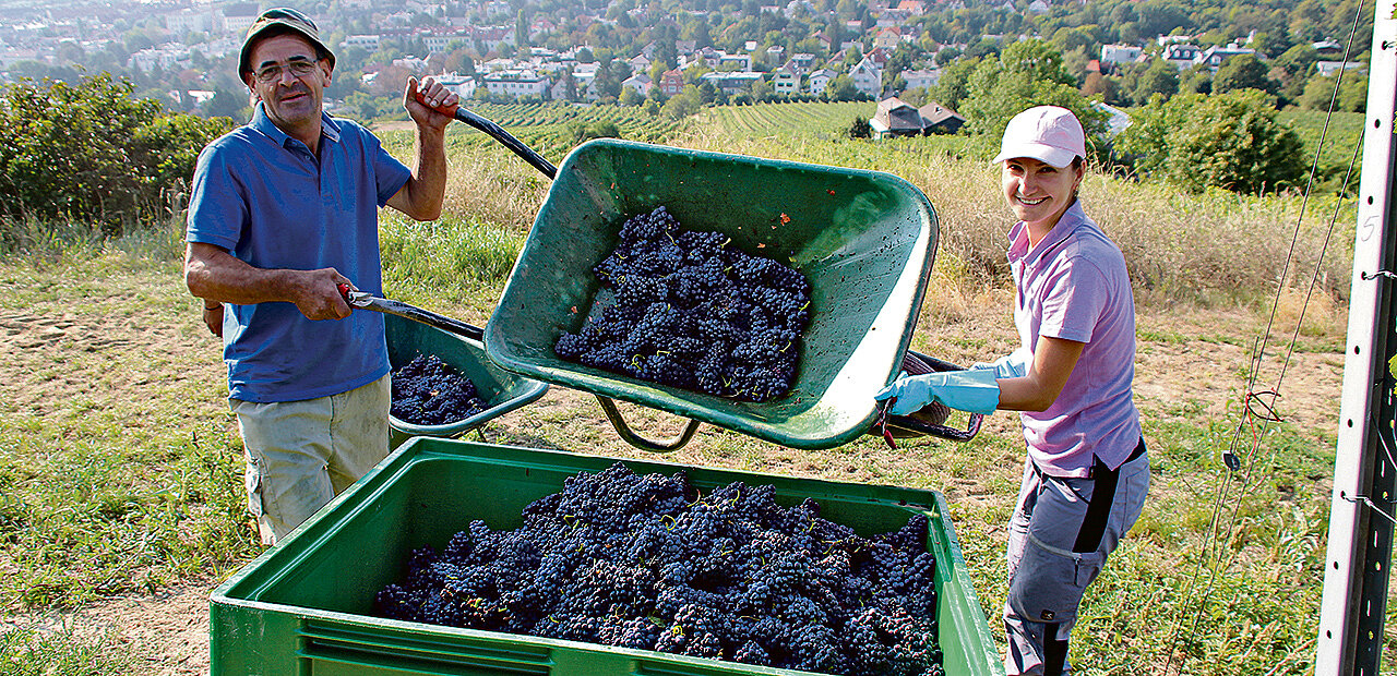Weinbauern bei der Ernte