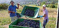 Weinbauern bei der Ernte